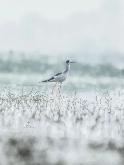 This shot of the Black-winged Stilt is framed to give a sense of its delicate form against the vast, soft-focus background of the wetland.