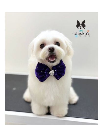 Furrybells Pet Grooming - Pet Grooming (Dogs & Cats) Breed-Specific Dog Styles photo 14