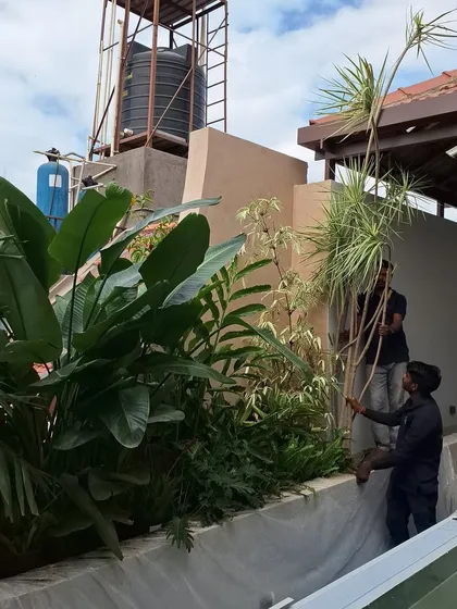 Our team is seen here installing large tropical plants, including a Bird of Paradise, on a residential terrace. We have the expertise to handle and correctly plant large specimens to create an instant jungle feel, even in elevated spaces.