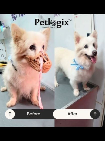 This little dog was muzzled and nervous before, but our gentle handling and expert grooming resulted in a happy, transformed pup.
