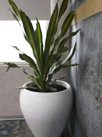 A Dracaena plant in a simple white planter against a textured concrete wall, showcasing a modern, industrial look for an office interior.