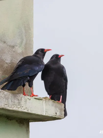 A pair of Red-billed Choughs perched on a ledge, their glossy black plumage contrasting with their bright red bills and legs.