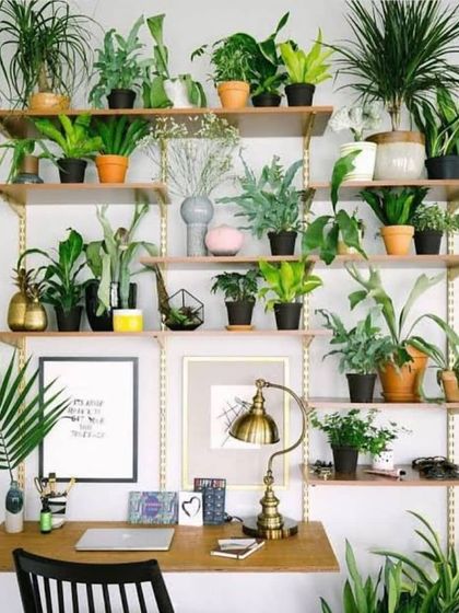 Corporate & Showroom Greening photo 5