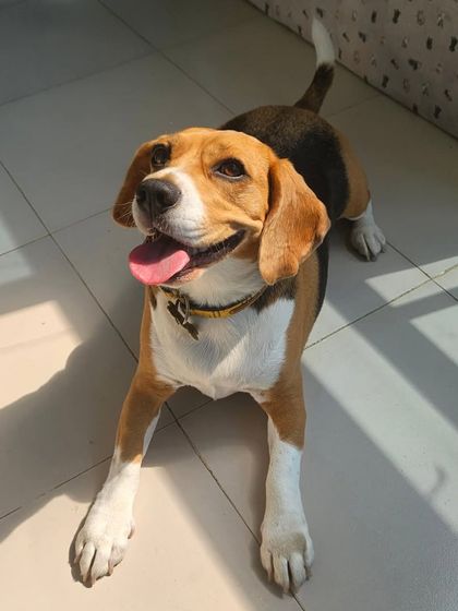 Furry Story - Premium Home Boarding Happy Guests Gallery photo 6