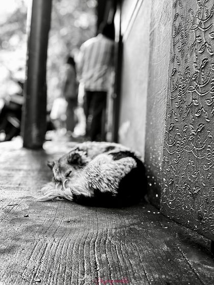 A wider angle of the sleeping street dog, showing more of the environment. The black and white treatment creates a classic street photography feel.