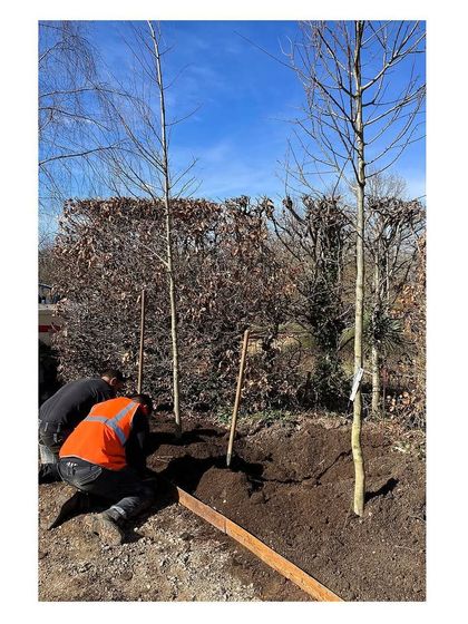 Planting the new trees was a critical step in bringing the 'Devrai' concept to life. Our team works hands-on to ensure each plant is perfectly positioned for its health and for the overall design composition.