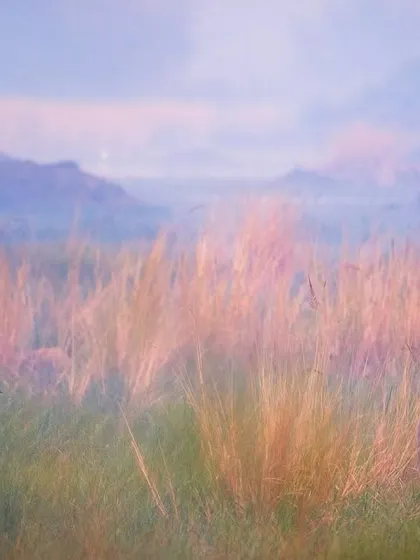 Two Sarus Cranes stand tall in the mystical grasslands of Bharatpur. Sighting these elusive, 6-foot-tall birds is as thrilling as finding a tiger. This painterly image captures them in the soft evening light, surrounded by tall grasses.