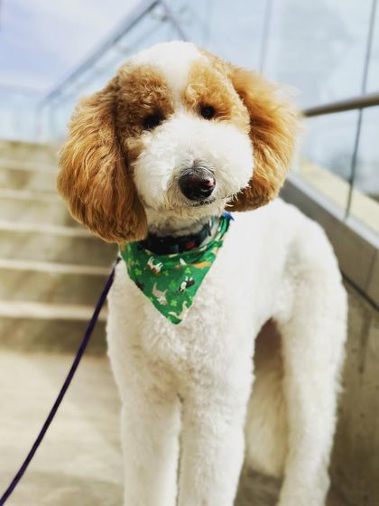 Tulsa Dog Trainer - Immersive Board & Train Programs Board & Train Graduates photo 118