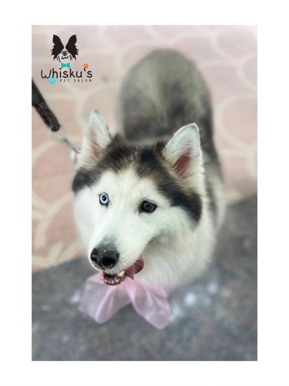 Furrybells Pet Grooming - Pet Grooming (Dogs & Cats) Breed-Specific Dog Styles photo 50