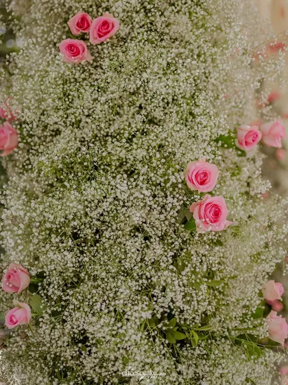 A close-up of the baby's breath and pink rose combination, showing the freshness and quality of the flowers we use for our designs.