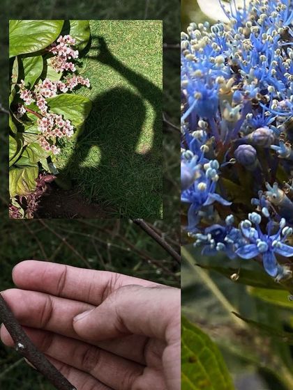 A creative collage blending a shadow selfie among flowers with a macro shot of blue hydrangeas.
