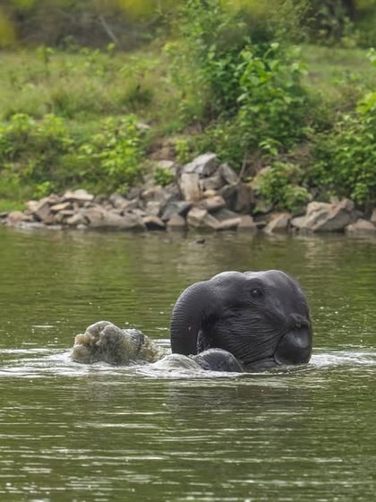 The little elephant emerges from its playful splash, seemingly satisfied. Observing and documenting these personal moments helps build a connection with the individual animals.