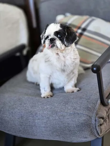 Lily looking regal in her new home. She has settled in beautifully after her long-awaited journey to the USA.