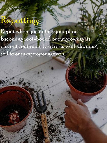 Repotting is an important step when your plant becomes root-bound or outgrows its container. Using fresh, well-draining soil gives it the space and nutrients it needs to flourish.