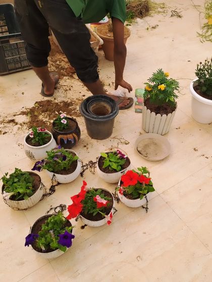 Our team potting colorful seasonal flowers like Petunias into hanging baskets and planters. We handle all the soil mixing and planting to give your garden a healthy start.
