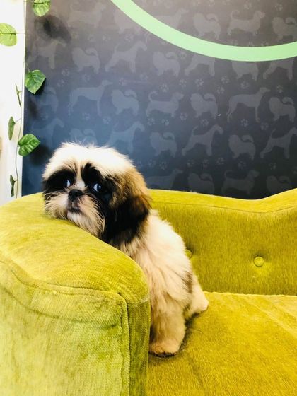 Tails of the City - Pet Grooming Our Happy Doggos photo 54