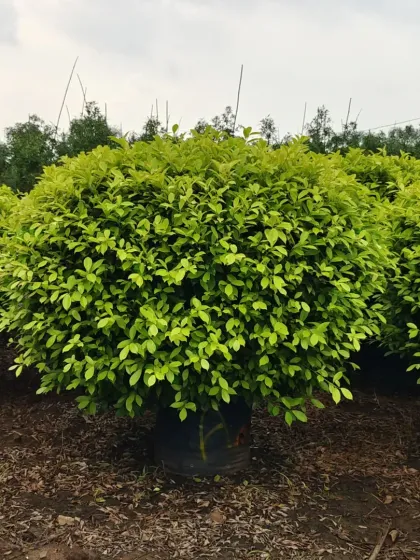 Another view of the perfectly manicured Panda Ficus.