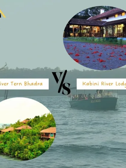 River Tern Lodge in Bhadra or Kabini River Lodge? River Tern is famous for its boat safaris and birding, while Kabini is one of the world's premier destinations for spotting tigers and leopards. The choice depends on your wildlife priorities.