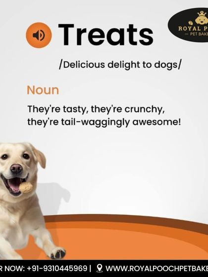 What is a treat? It's a delicious delight for dogs! My treats are tasty, crunchy, and tail-waggingly awesome, just like the happy pup in this picture.