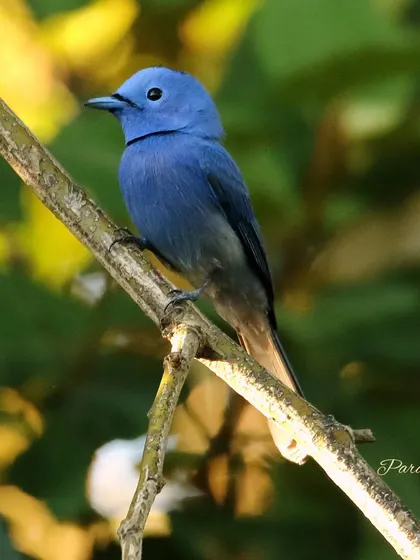 The male Black-naped Monarch is a study in blue. Slim and agile, they are found in thick, wooded habitats. The small black patch on the back of its head is a key identifying feature.