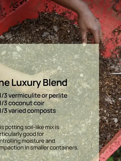 For smaller containers, I recommend The Luxury Blend. This mix of vermiculite, coconut coir, and compost is excellent for controlling moisture and preventing soil compaction.