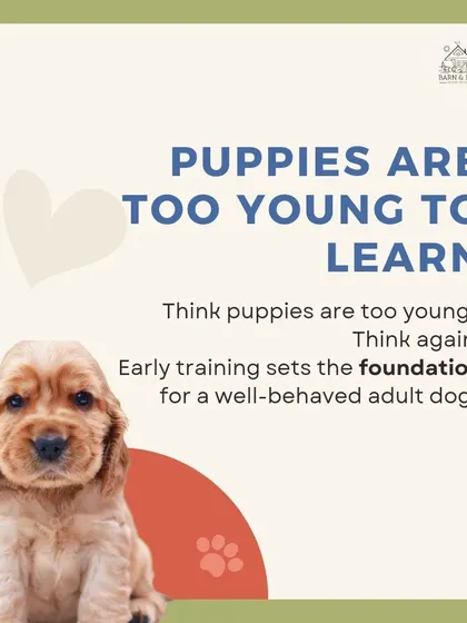 It is never too early to start training! Early puppy training is crucial for socialization and setting the foundation for a well behaved adult dog. We help you start your puppy off on the right paw.