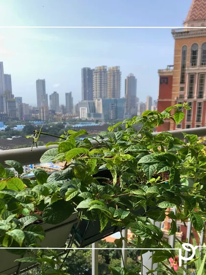 A garden can be a powerful form of therapy. This balcony garden, set against the Mumbai skyline, was designed as a sensory retreat, a place to connect with plants and find a moment of peace amidst the bustling city.