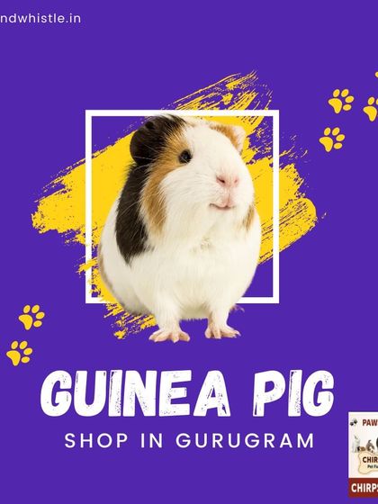 As a dedicated guinea pig shop in Gurugram, I offer not just the pets but also all the specialized supplies you need to care for them properly.