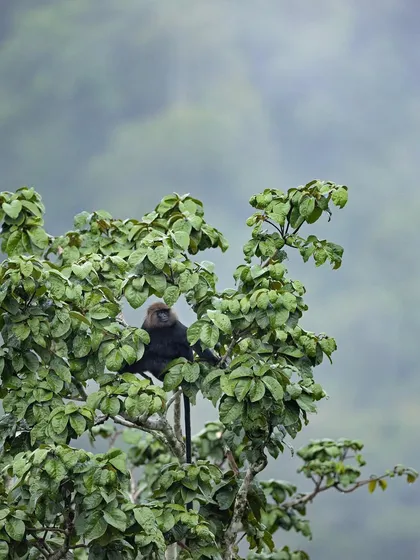 A Nilgiri Langur sits atop a tree, surveying its domain against a misty mountain backdrop.