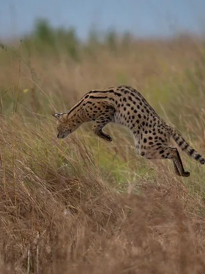 A serval cat leaps to hunt a rodent hidden in the grass, a moment of peak action captured with a fast shutter speed.