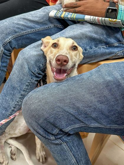 Oh My Dawg - Animal Welfare & Adoption Services Ready for a Forever Home photo 16