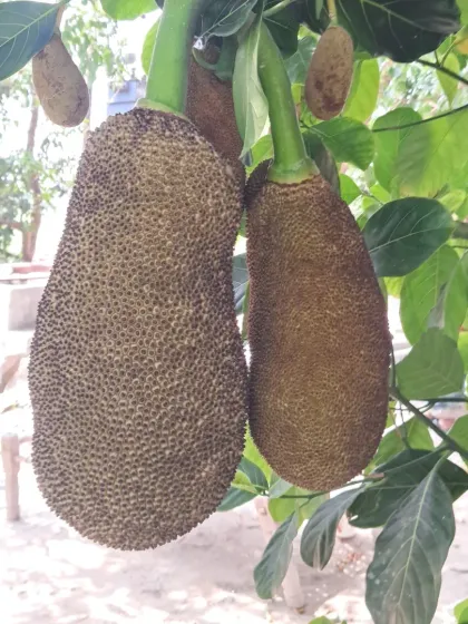 Bhardwaj - Urban Gardening Consultation Growing Fruits on Your Terrace photo 12