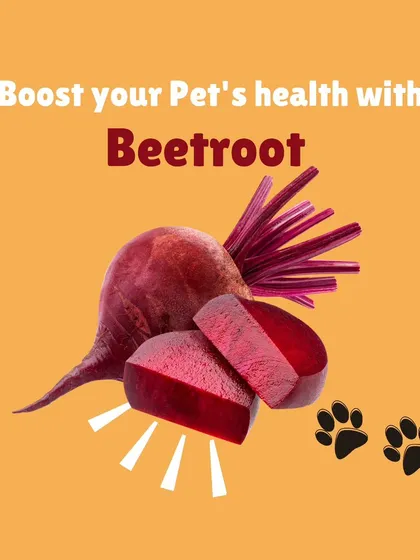 I also add beetroot to my meals for an extra health boost. This vibrant vegetable is rich in vitamins and antioxidants that support heart health, improve digestion, and act as a natural detoxifier for your pet.