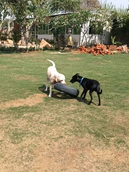 A Labrador and an Indie playing tug-of-war with a tire. This kind of play is great for building strength.