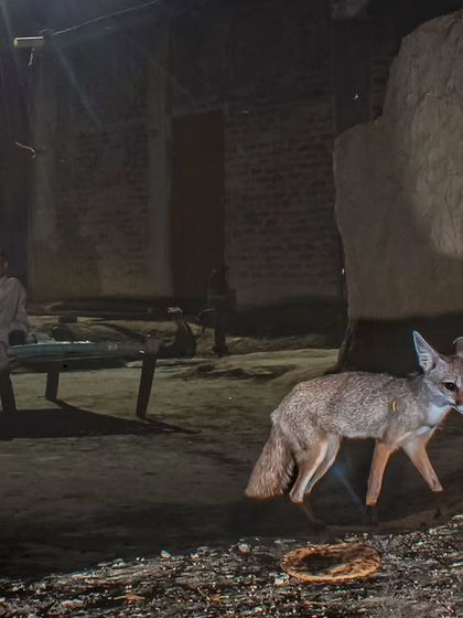 A routine night for an Indian fox, captured by a remote camera trap as it walks past a villager resting outside his home.