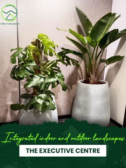 A detail of the indoor landscaping at The Executive Centre. The use of Monstera and Bird of Paradise plants in modern grey planters creates a sophisticated, tropical feel that enlivens the corporate space.