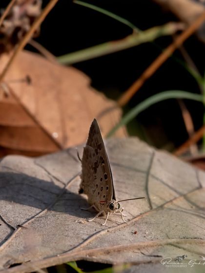 The Powdered Oakblue butterfly with its wings closed, perfectly camouflaged against a dry leaf.