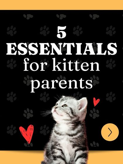 Oh My Dawg - Pet Supplies For New Pet Parents photo 12