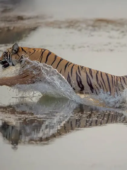 Choti Madhu as a sub-adult, years ago, leaping across a stretch of water in Tadoba.