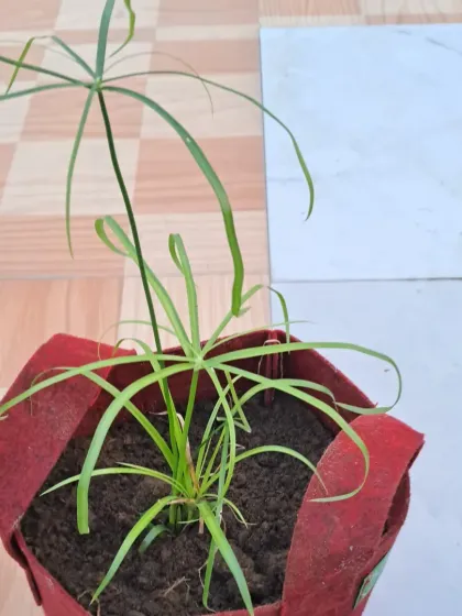 A different angle of the Umbrella Palm. You can see the texture of the fabric grow bag here.