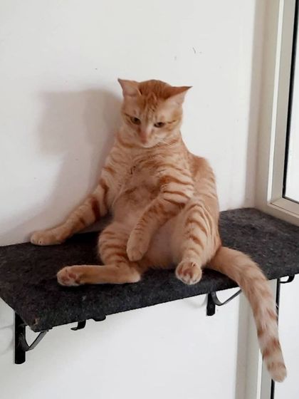 Play Pet Boarding - Pet Boarding The Cattery: A Quiet Haven for Cats photo 8