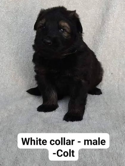 "Colt," a male puppy from the Karma x Renzo pairing. All puppies from this litter are spoken for by serious handlers.