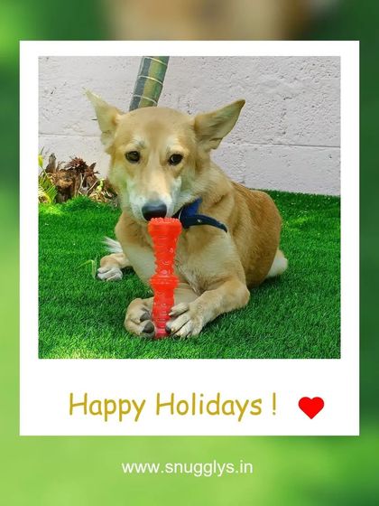 Snugglys Paw House - Pet Daycare The Play Yard: Our Big, Green Backyard photo 6