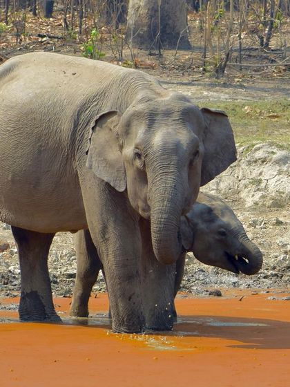 Manya Upadhyay - Travel & Documentary Photography Wildlife Encounters photo 13