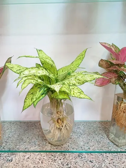 A beautiful arrangement of different Aglaonema varieties in glass vases. The contrast between the green and pink leaves is very attractive.