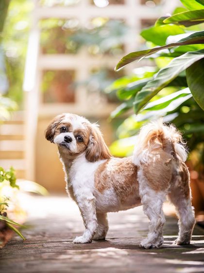 Rohit - Family & Pet Photography Paws & Personalities: Solo Pet Portraits photo 10