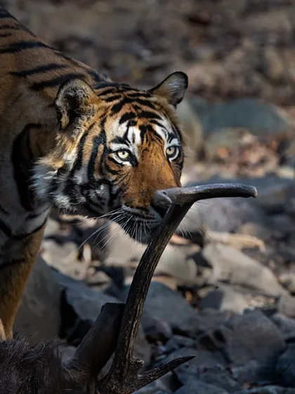 T95 Toofan again, this time interacting with the antlers of his prey. These images document crucial behaviors and provide valuable data for understanding tiger ecology.