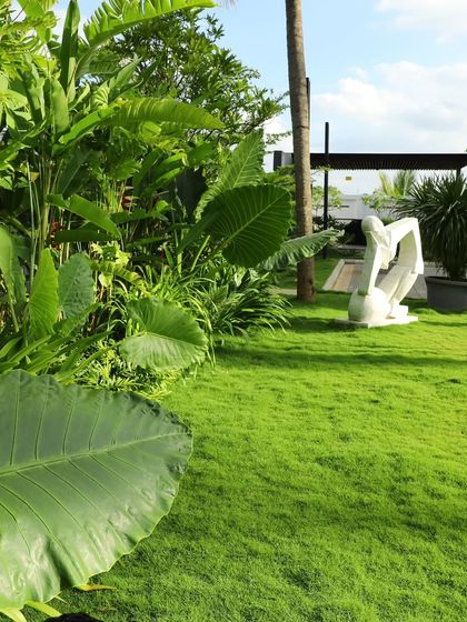 A view of a well maintained backyard, showing the seamless transition from the lush lawn to the large-leafed tropical plants. The health of the grass is critical for a space like this.