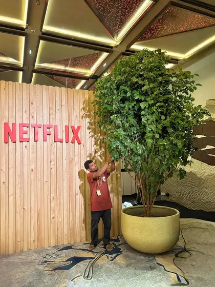 For a Netflix event, we provided this giant Radermachera Sinica, also known as a China Doll tree. Placed next to the branded photo wall, this impressive tree created a natural and refreshing photo opportunity for guests.