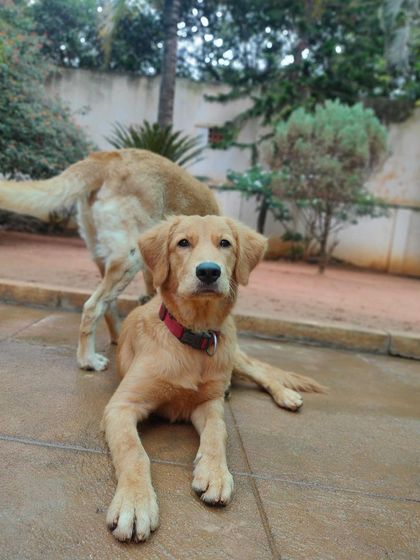 Stay - Dog Daycare Happy Faces of Stay photo 25